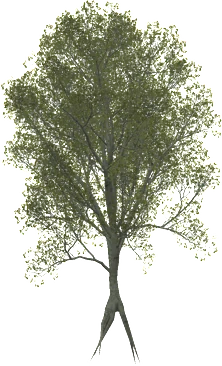 The American beech in Rust, drawn from the game's own model