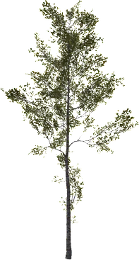 The Birch in Rust, drawn from the game's own model