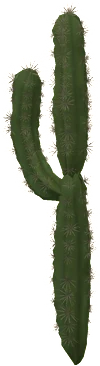 The Cactus in Rust, drawn from the game's own model