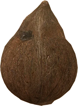 The Coconut in Rust, drawn from the game's own model