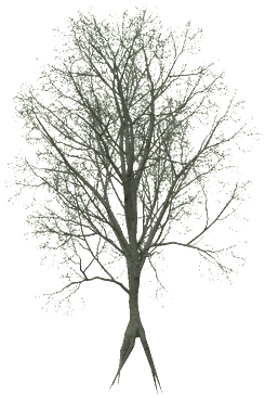 The Dead American beech in Rust, drawn from the game's own model