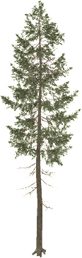 The Douglas fir in Rust, drawn from the game's own model