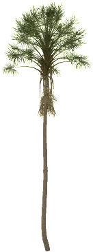 The Mauritia flexuosa in Rust, drawn from the game's own model