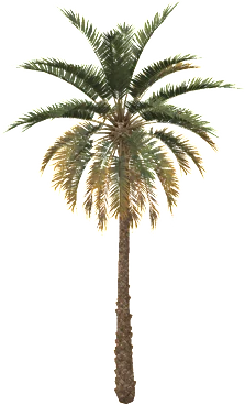 The Palm tree in Rust, drawn from the game's own model