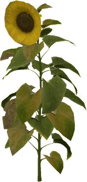 The Sunflower in Rust, drawn from the game's own model