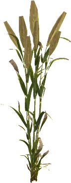 The Wheat in Rust, drawn from the game's own model