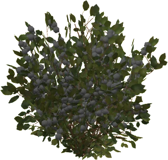 The White Berry in Rust, drawn from the game's own model
